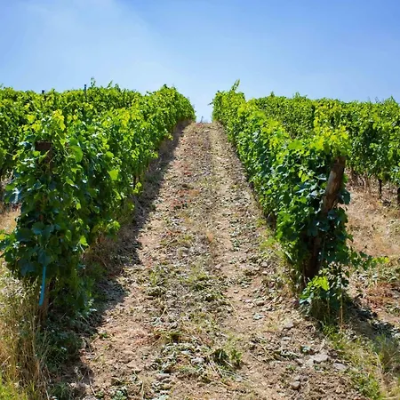 Terre Di Melazzano - Le Di Patrizia Greve in Chianti